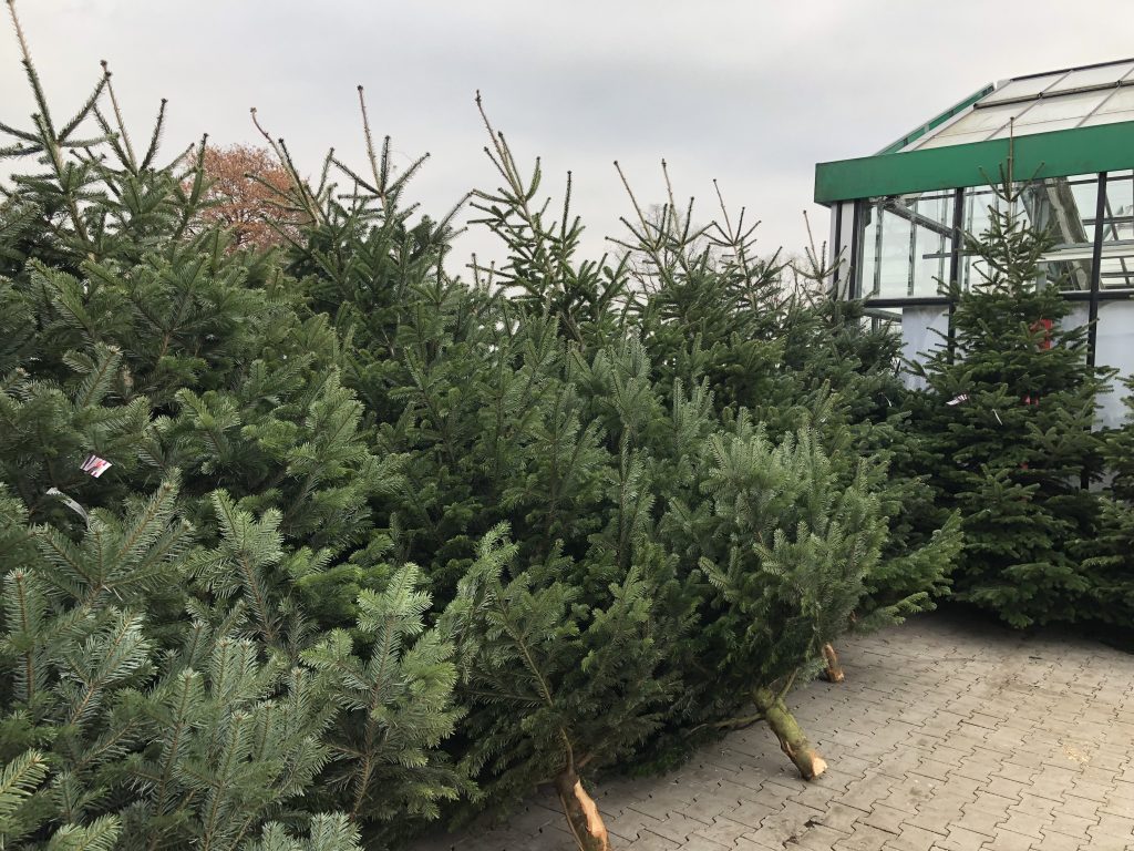 Frisch gesägte Nordmanntannen eingetroffen.
